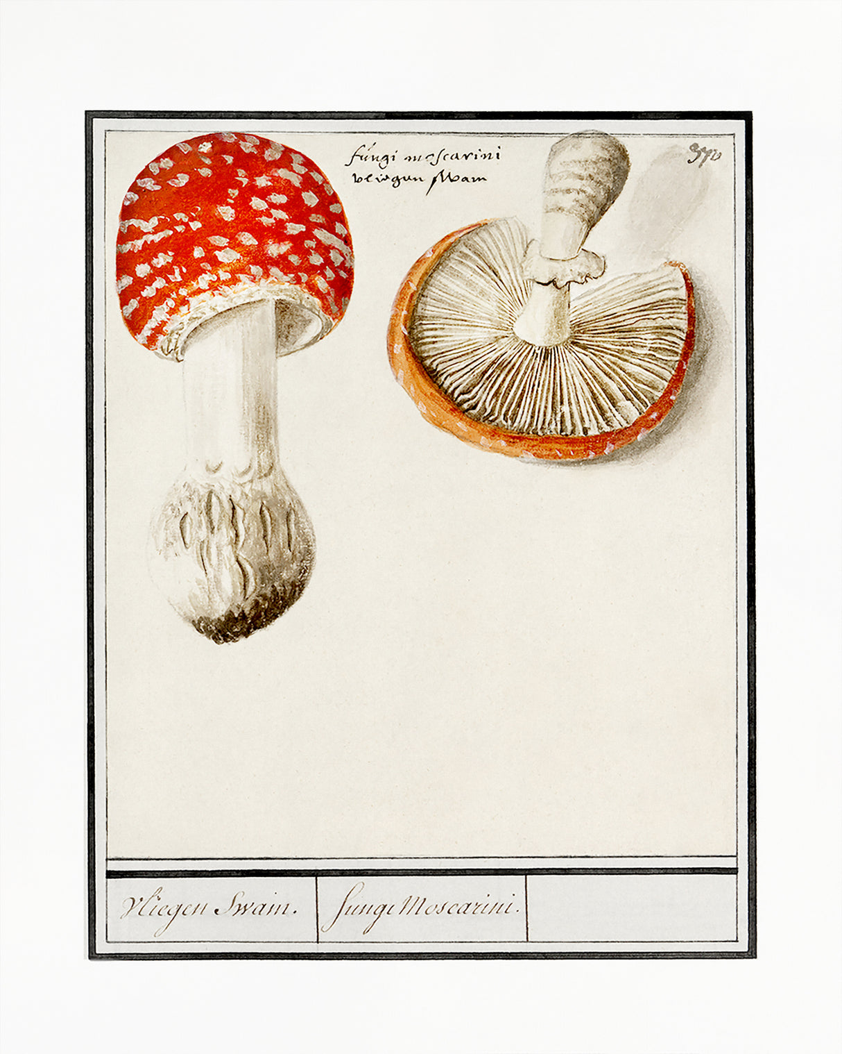 Fly Agaric, Amanita Muscaria Poster och Canvastavla