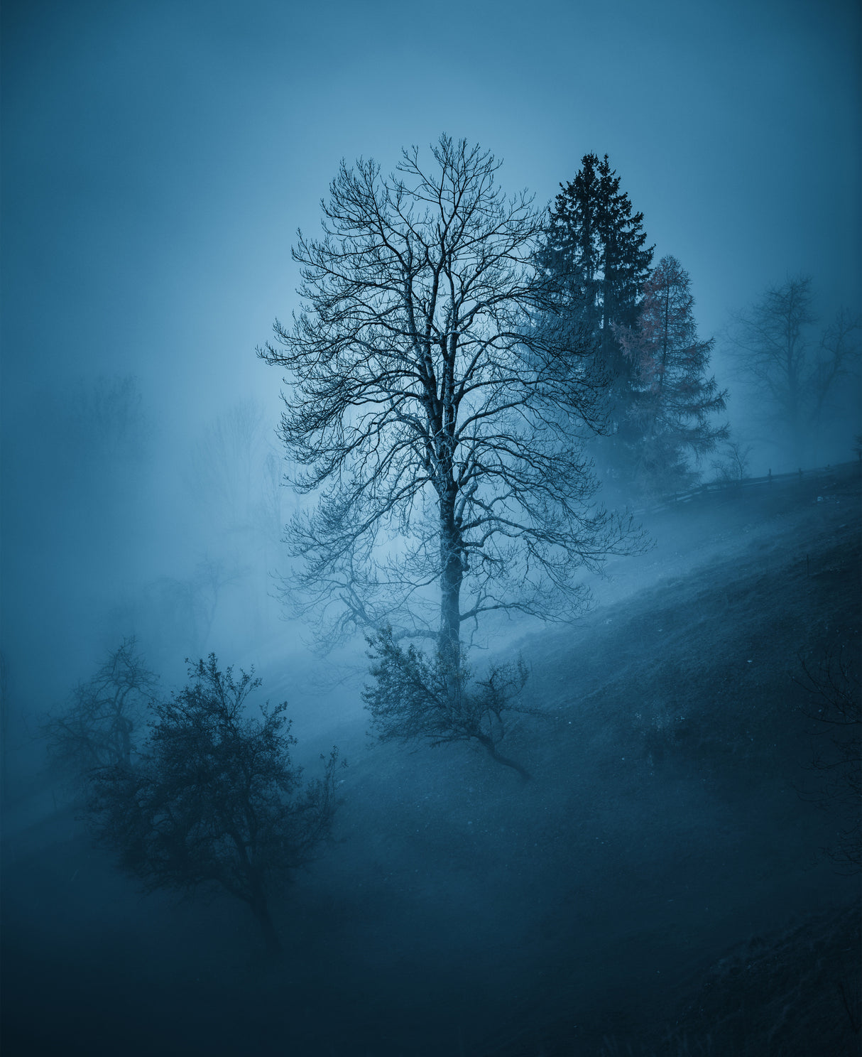 Mystic forest Poster och Canvastavla