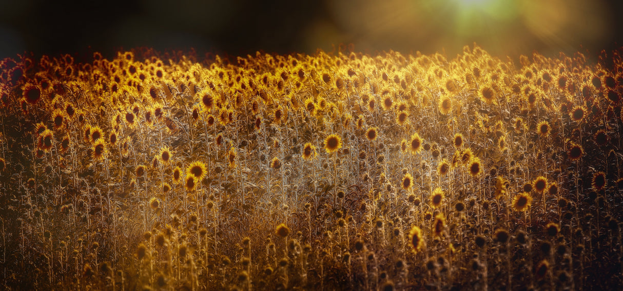 Fields of gold Poster och Canvastavla