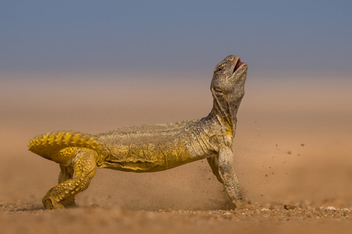 Anger Uromastyx Poster och Canvastavla