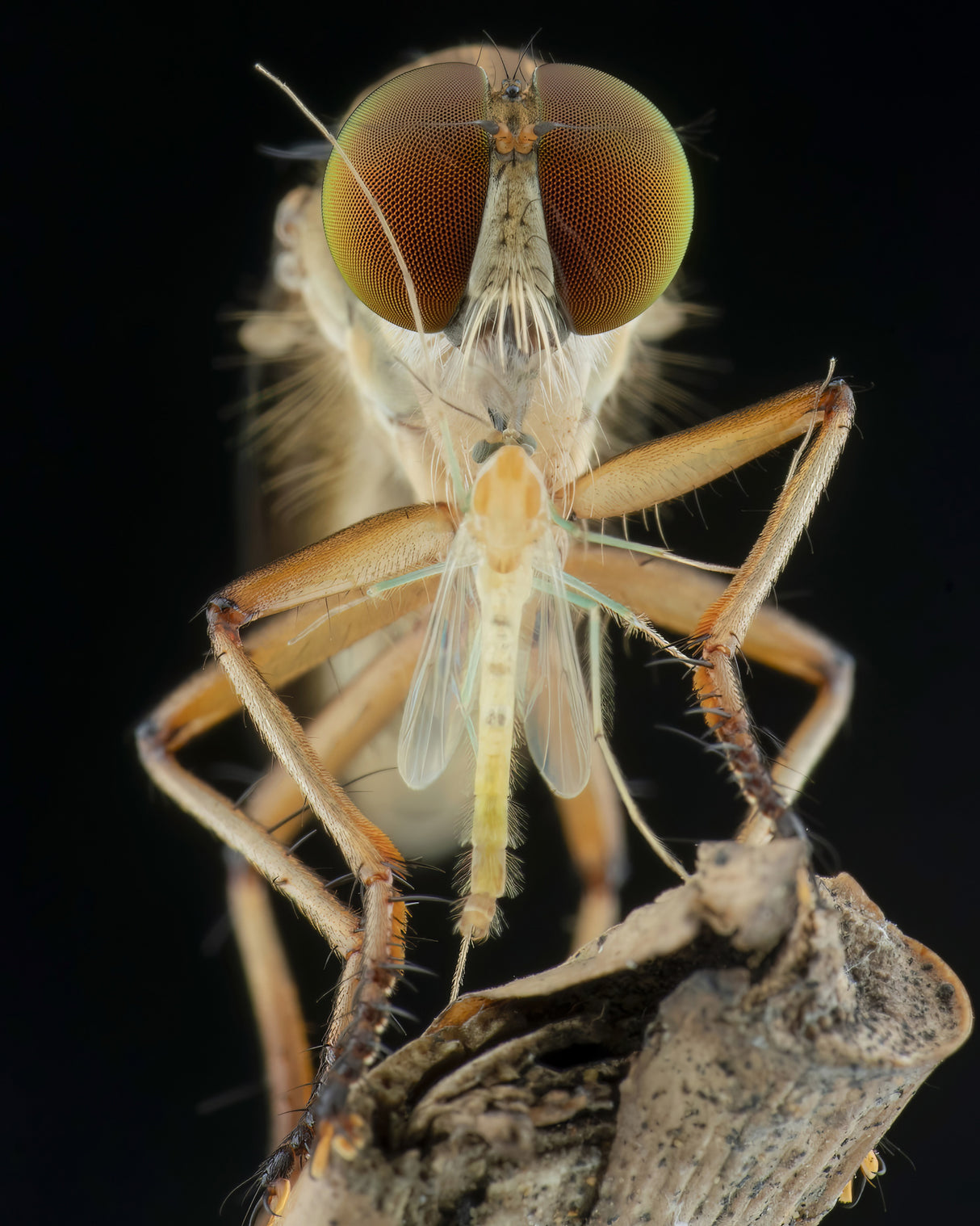 robberfly and prey Poster och Canvastavla