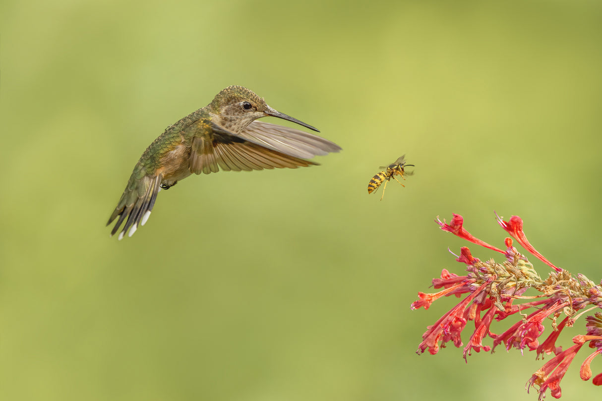 They all like hummingbird mint Poster och Canvastavla