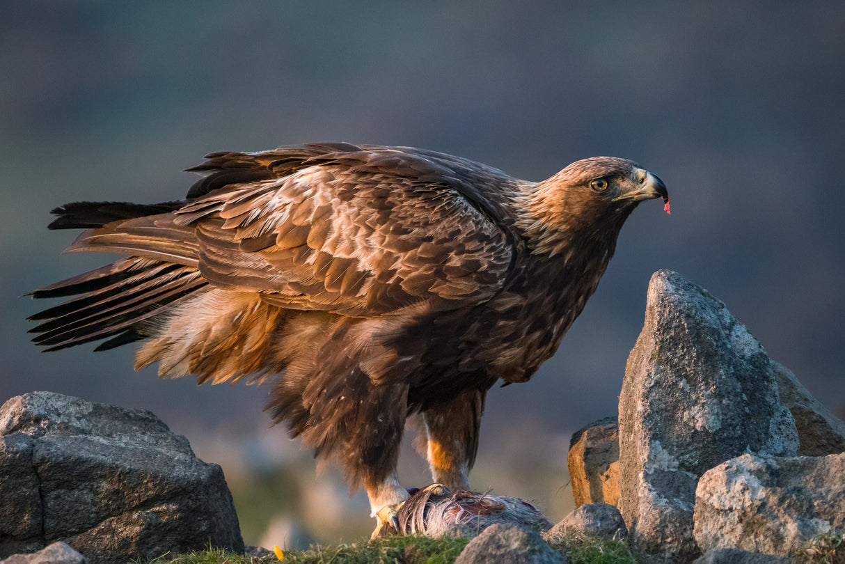 Golden Eagle Poster och Canvastavla