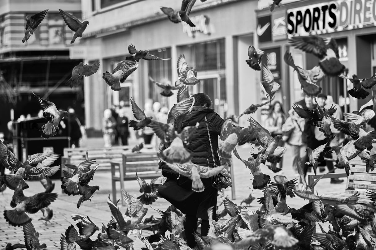 Feeding the pigeons Poster och Canvastavla