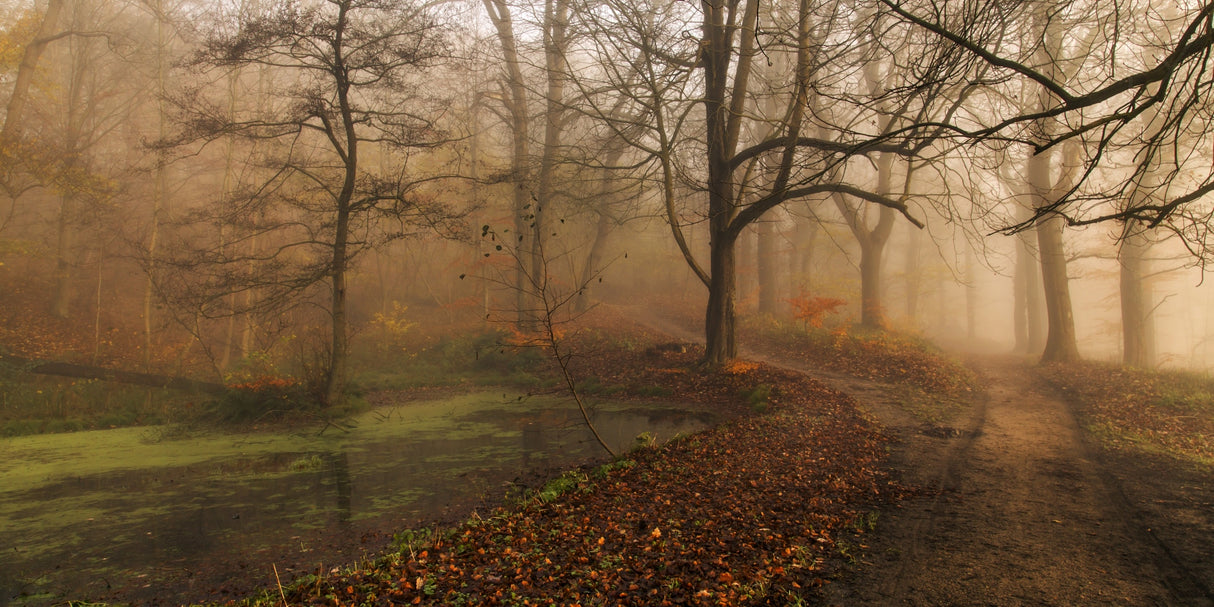 Which Path II Poster och Canvastavla