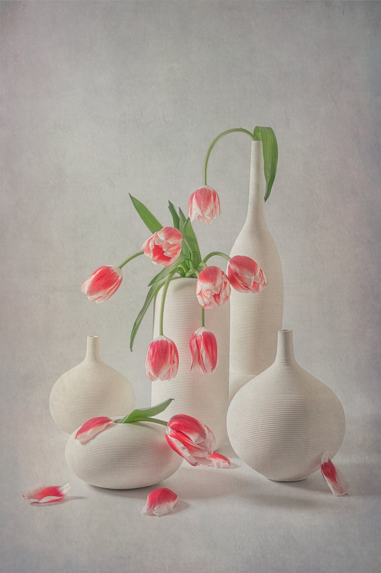 Blooming Pink Tulips Poster och Canvastavla