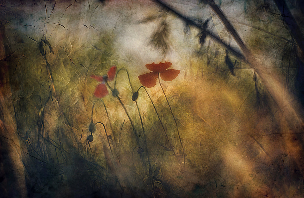Soft summer dreams Poster och Canvastavla
