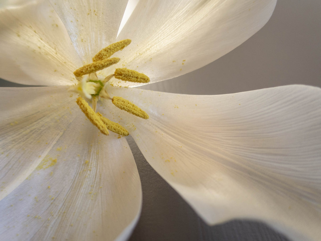 White tulip Poster och Canvastavla