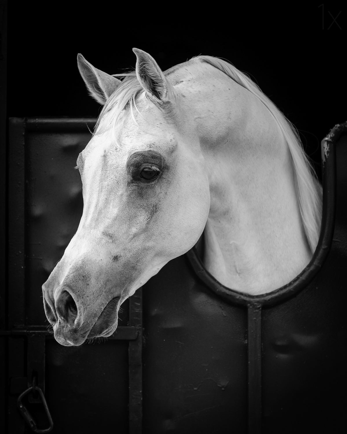 Arabian Horse Poster och Canvastavla