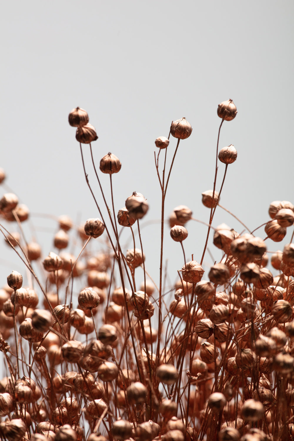 Dried Grass Copper 02 Poster och Canvastavla