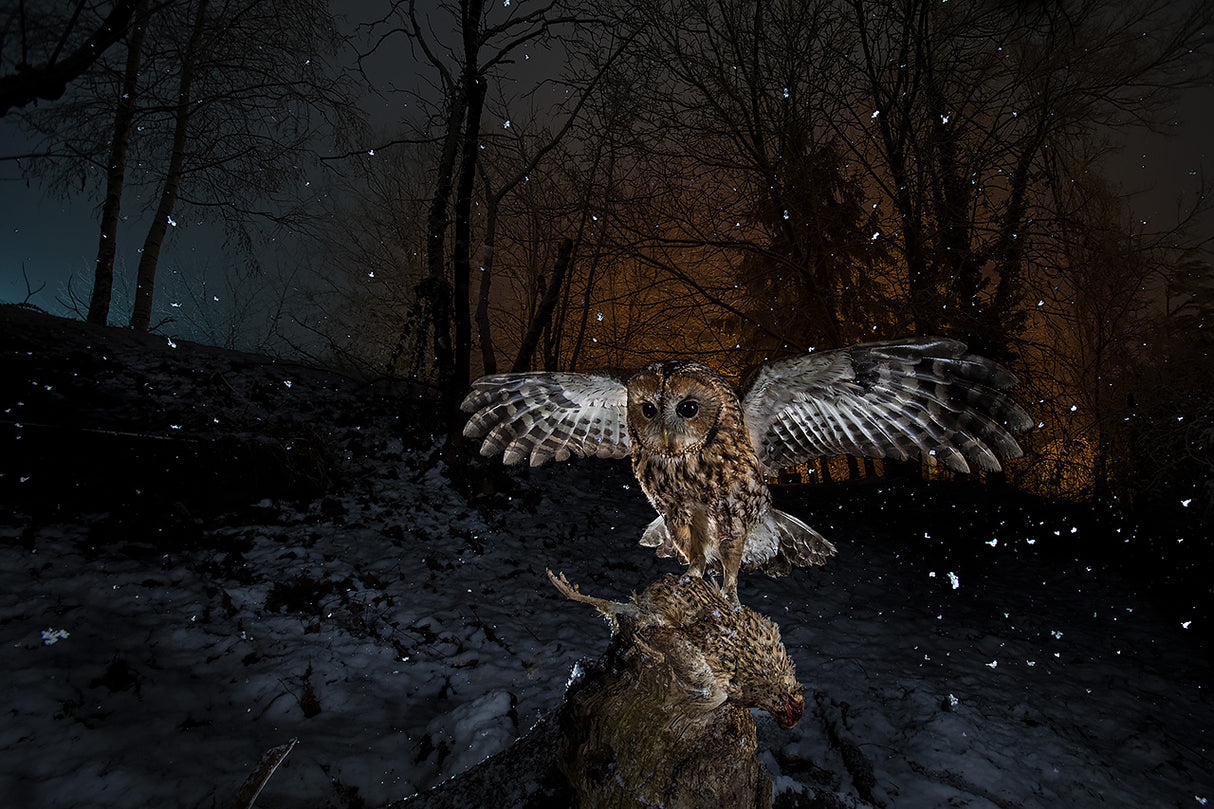 Tawny owl red in a snow storm Poster och Canvastavla