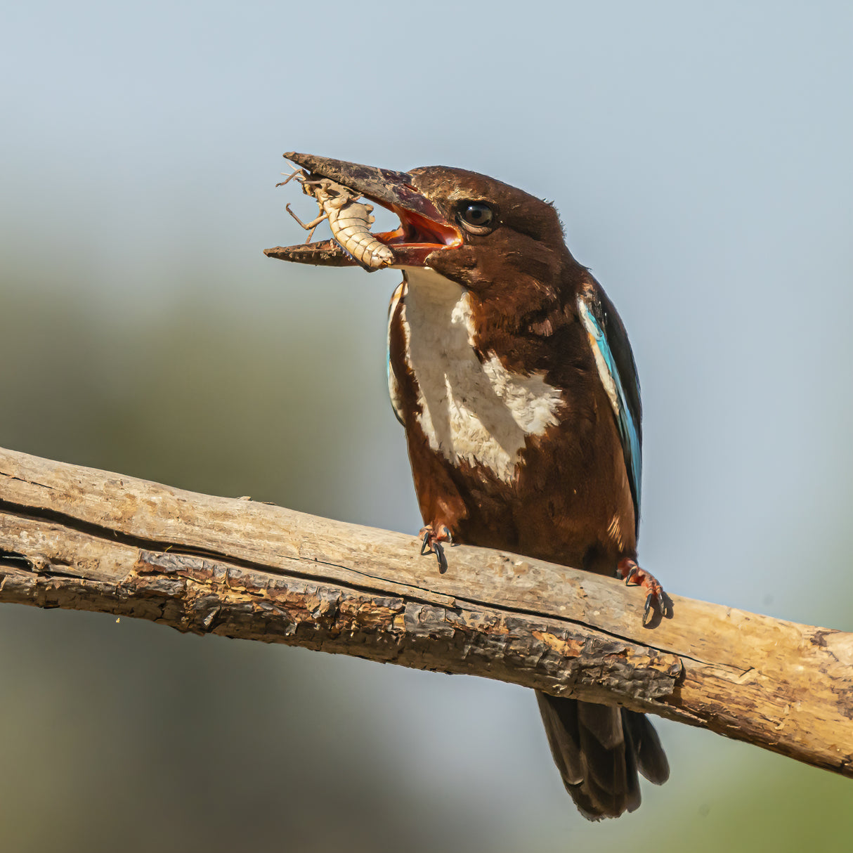 Kingfisher Poster och Canvastavla