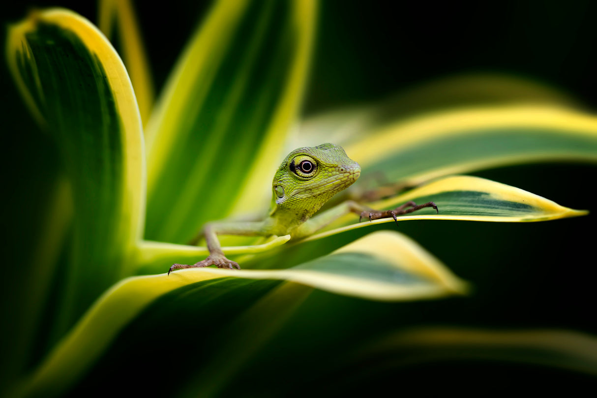 Bunglon - Little Green Lizard Poster och Canvastavla