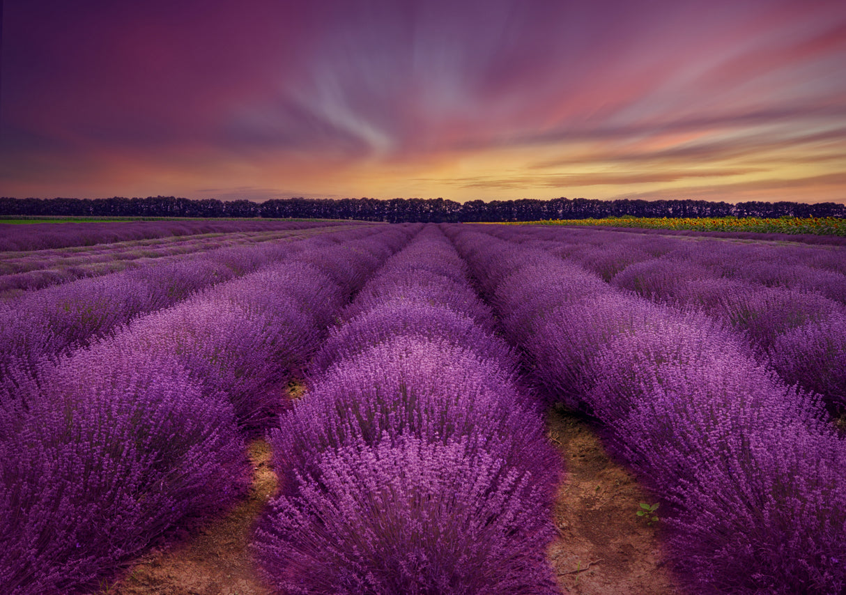 ...lavender field Poster och Canvastavla