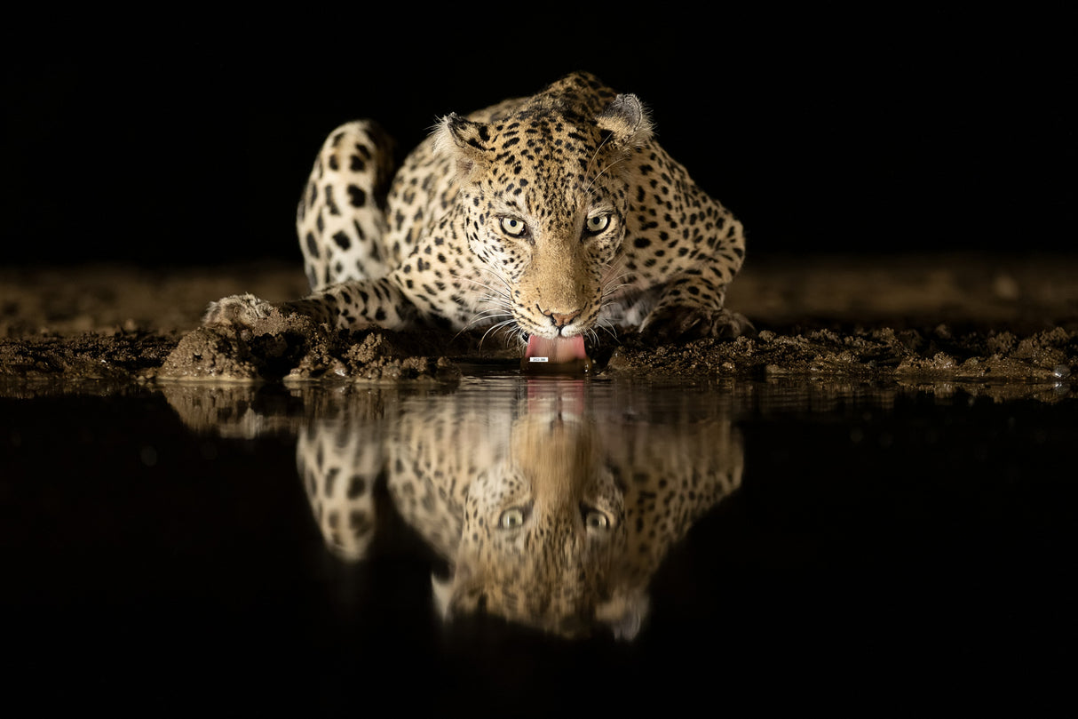 Leopard drinking Poster och Canvastavla