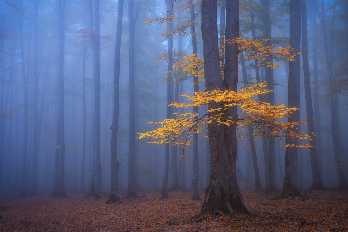 Foggy Forest Poster och Canvastavla