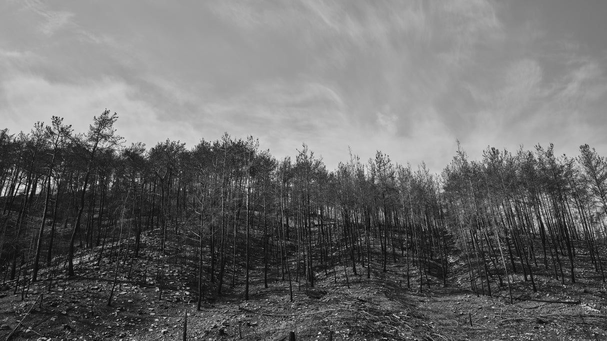 image of a forest after a fire Poster och Canvastavla