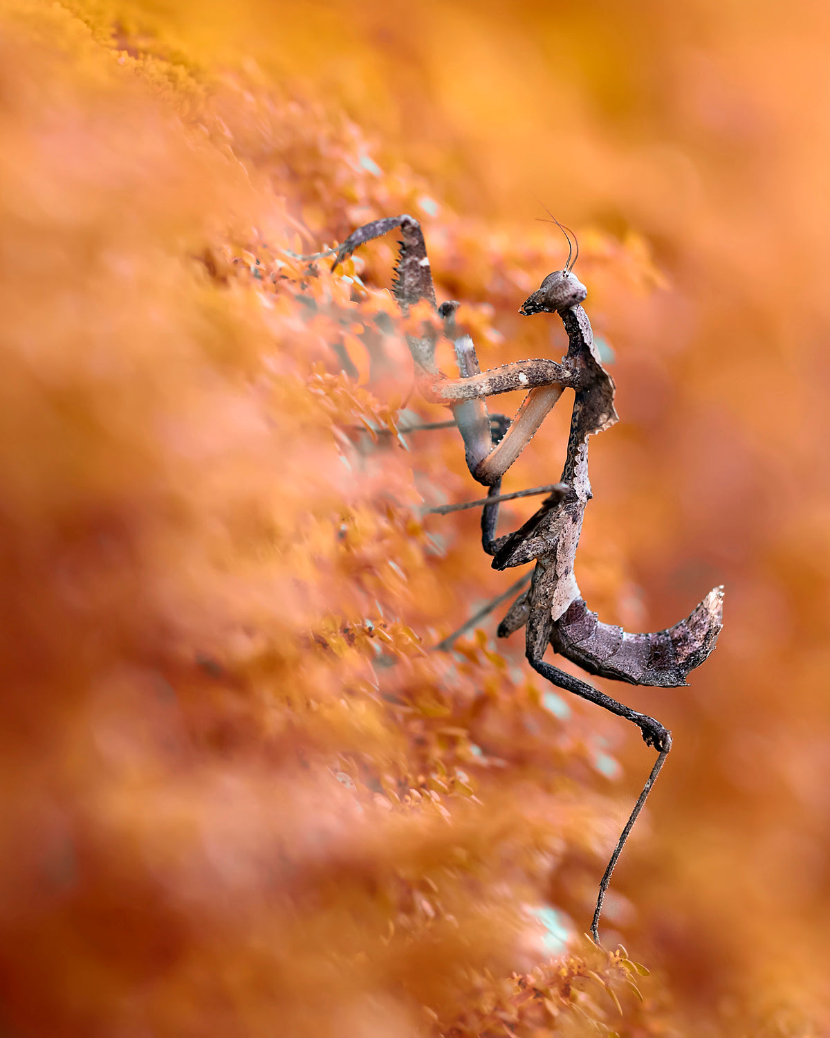 Majestic Mantis Poster och Canvastavla
