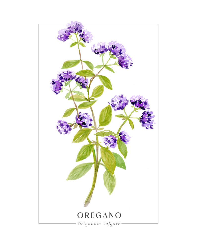 Oregano II Poster Kitchen poster eller kökstavla