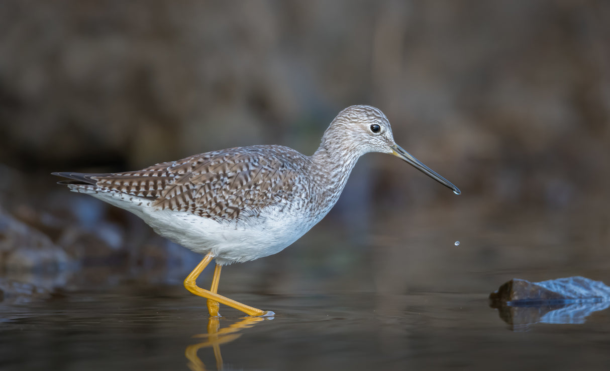 Shoreline yellowlegs Poster och Canvastavla