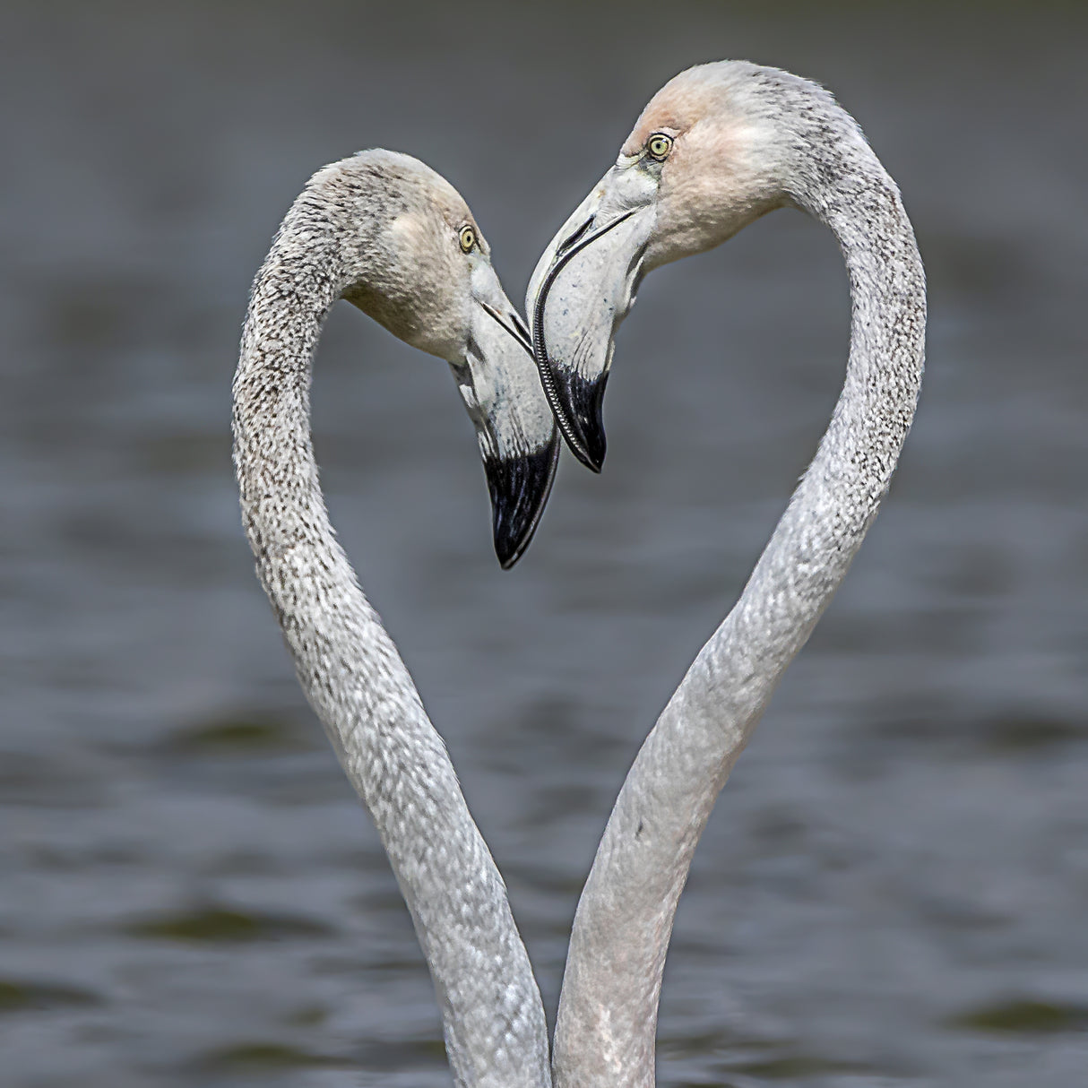LOVE Poster och Canvastavla