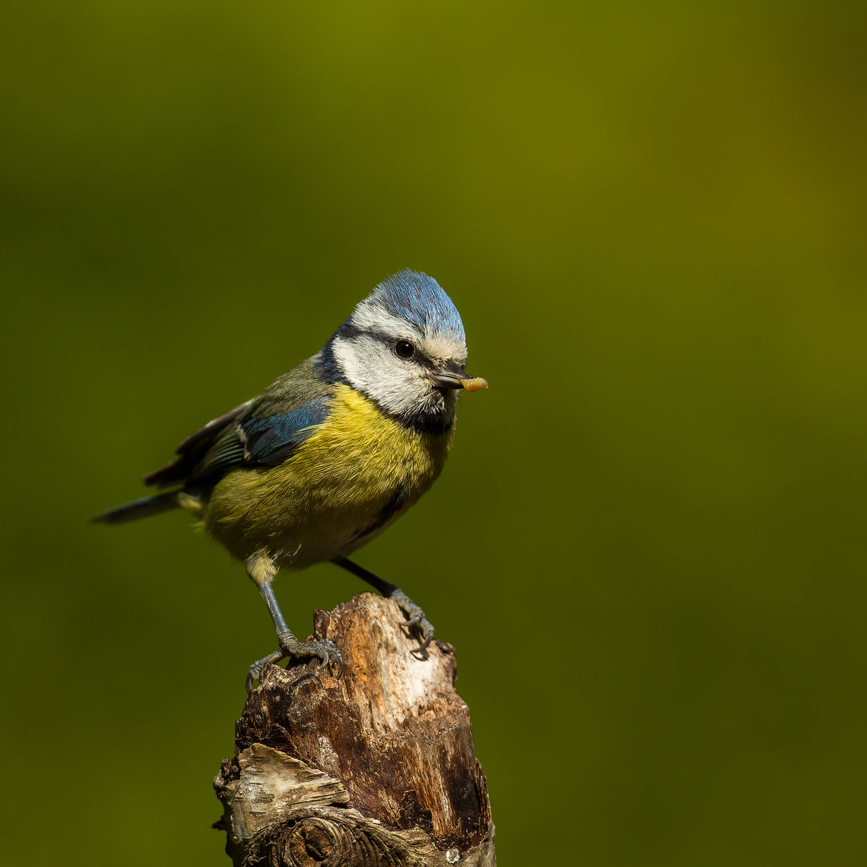 a very busy blue tit Poster och Canvastavla