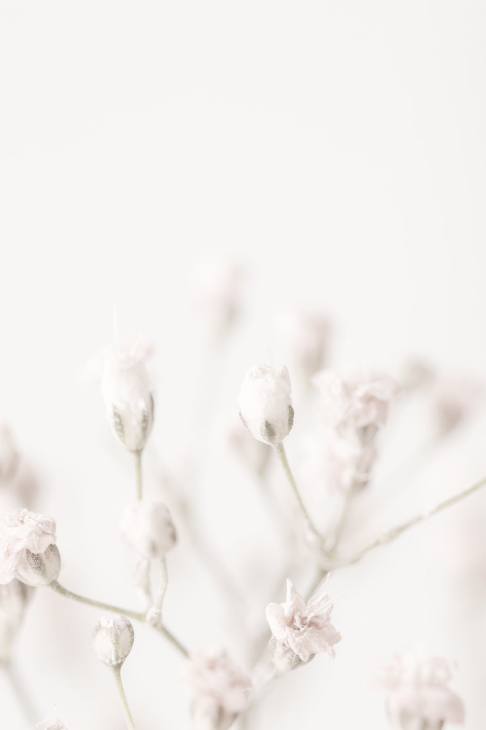 Pink Small Flowers Poster och Canvastavla