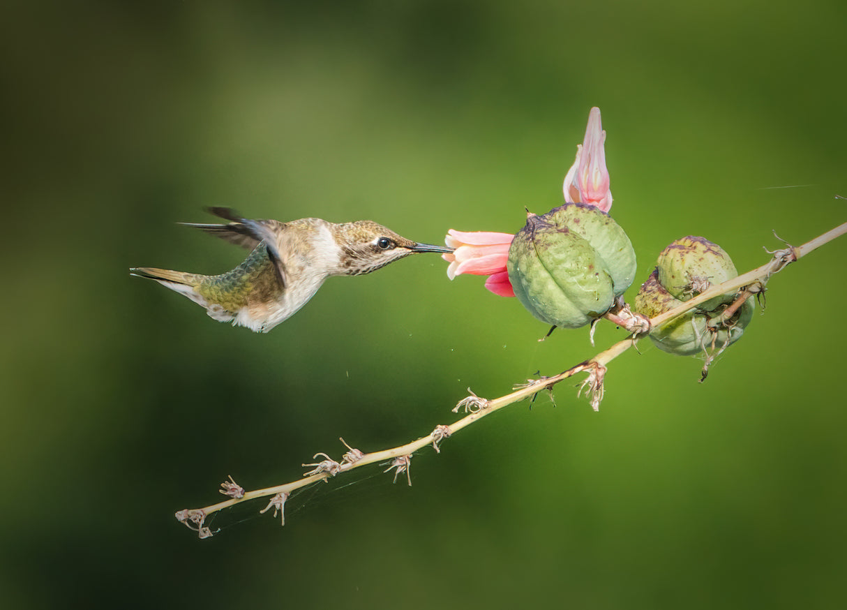 Hummingbird Poster och Canvastavla