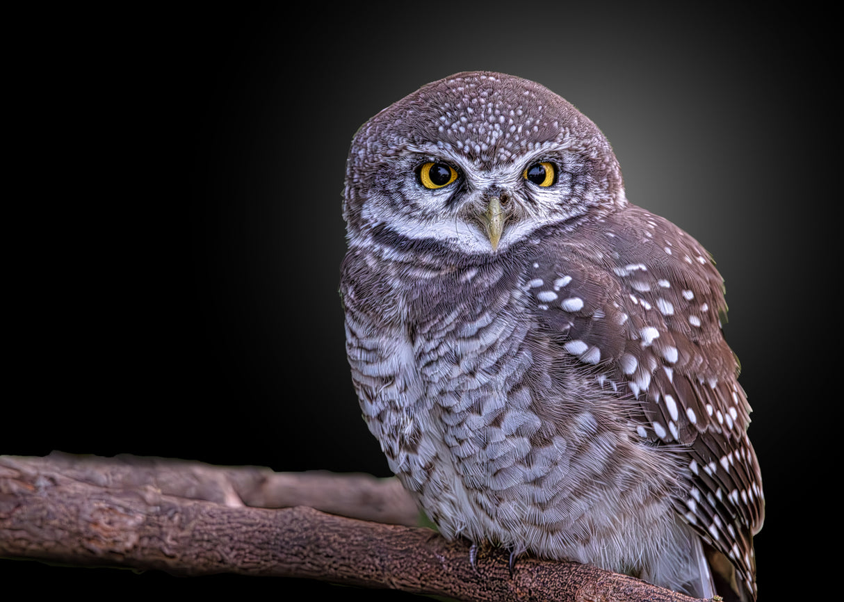 Spotted Owlet Poster och Canvastavla
