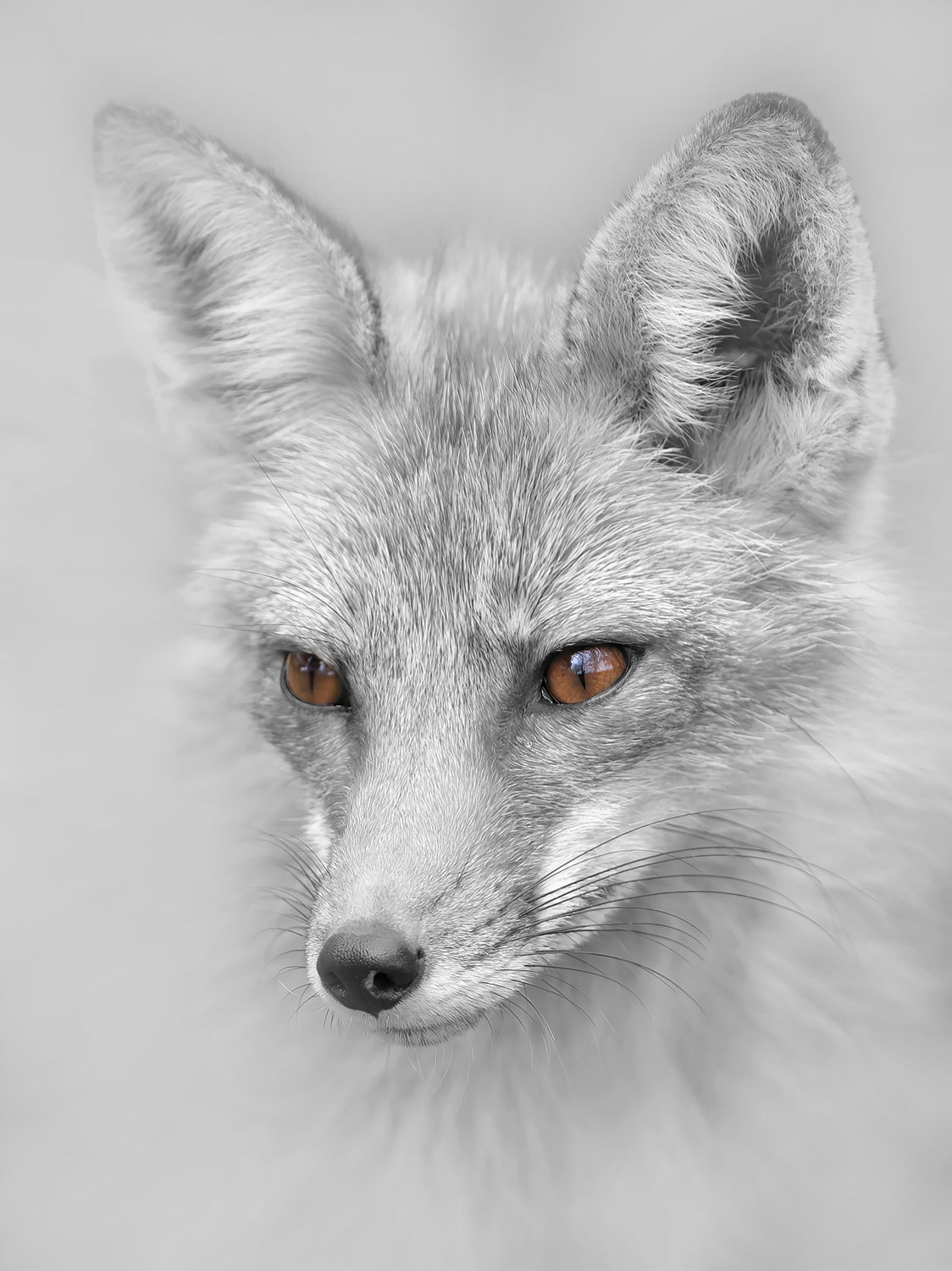 Red Fox Portrait Poster och Canvastavla