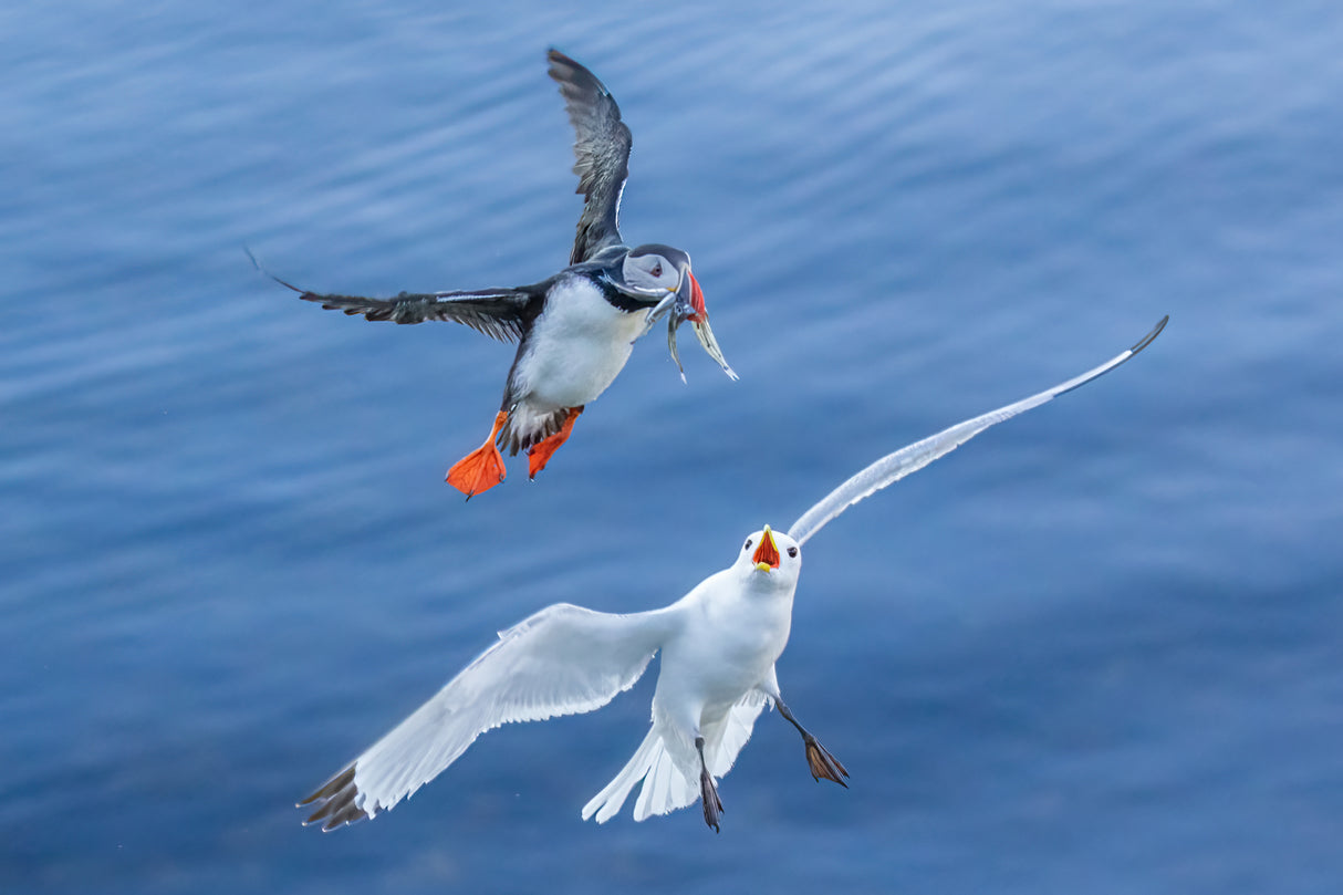 Seagull vs Puffin Poster och Canvastavla