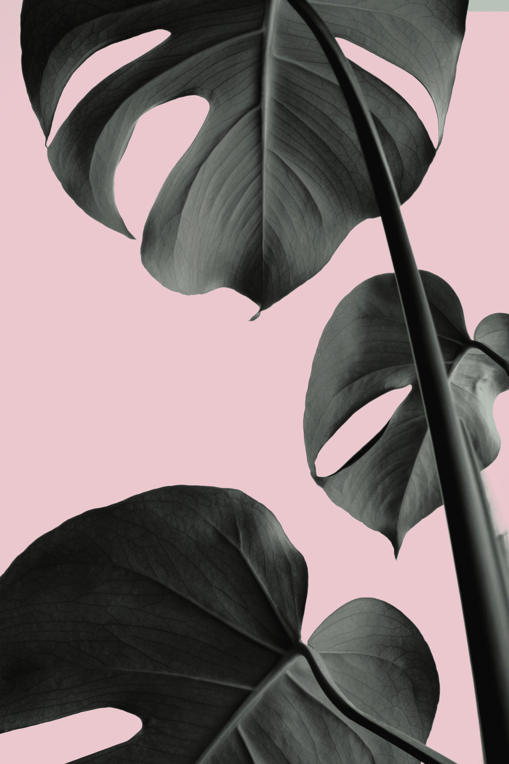 Monstera Pink No 03 Poster och Canvastavla