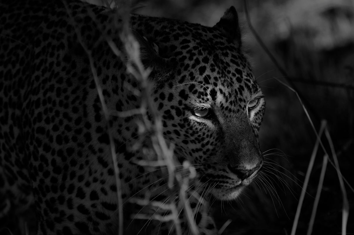 A leopard's eyes Poster och Canvastavla