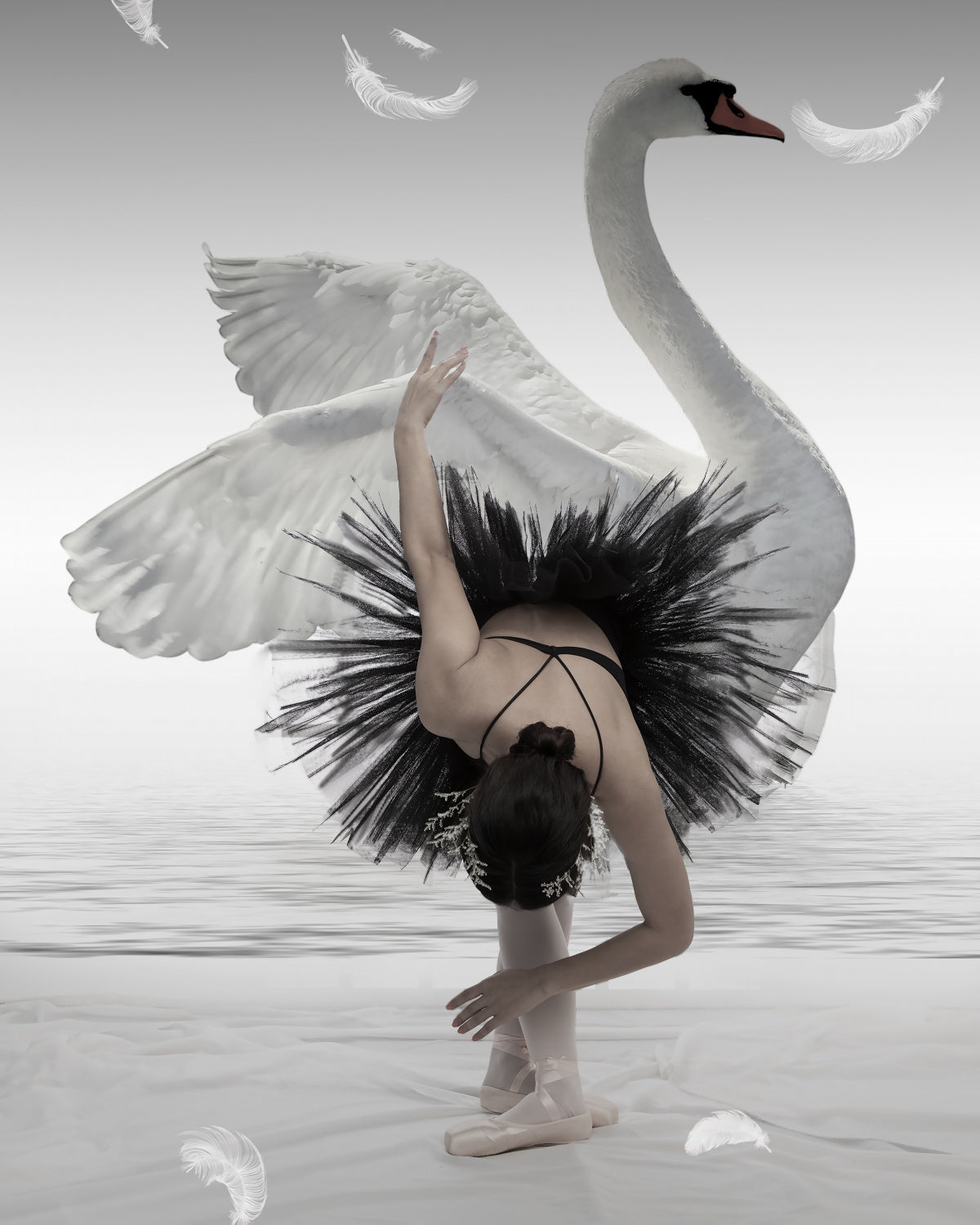 Swan Lake Poster och Canvastavla