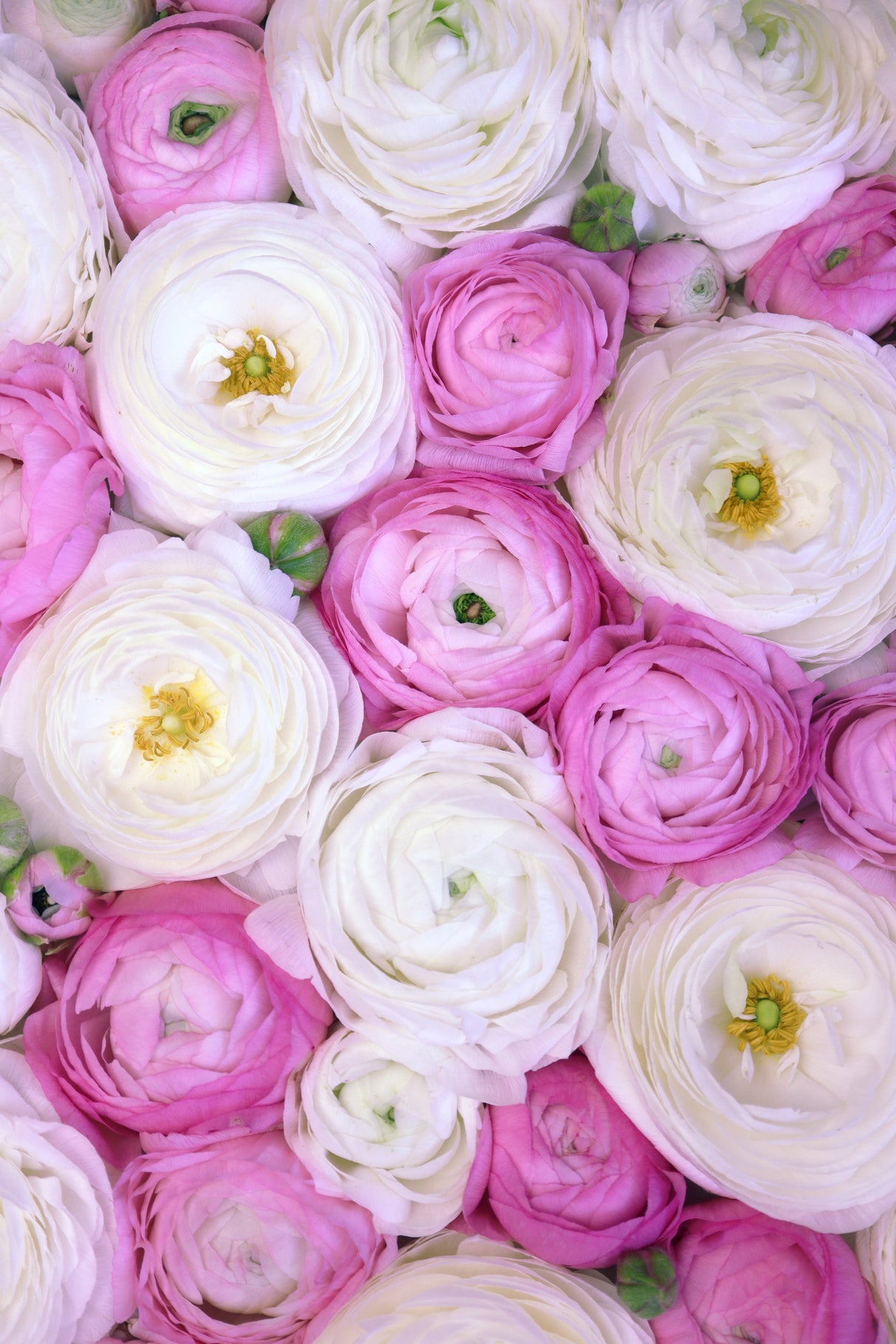 Scattered ranunculus in pink II Poster och Canvastavla