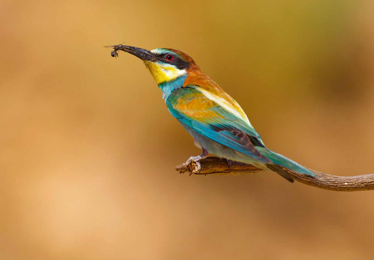 Bee-eater Poster och Canvastavla