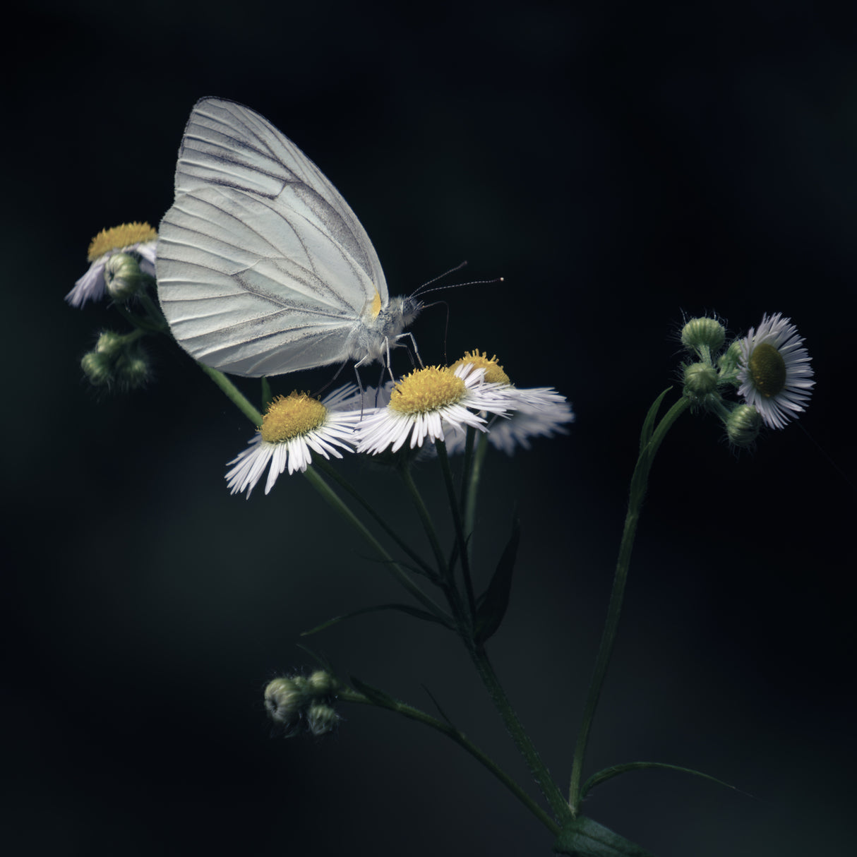 butterfly Poster och Canvastavla