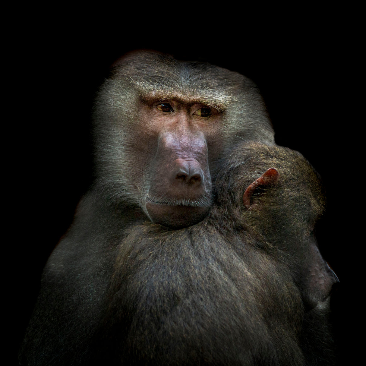 Monkeys Poster och Canvastavla
