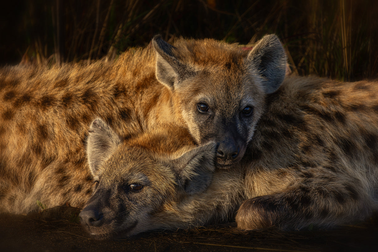Sibling Love Poster och Canvastavla