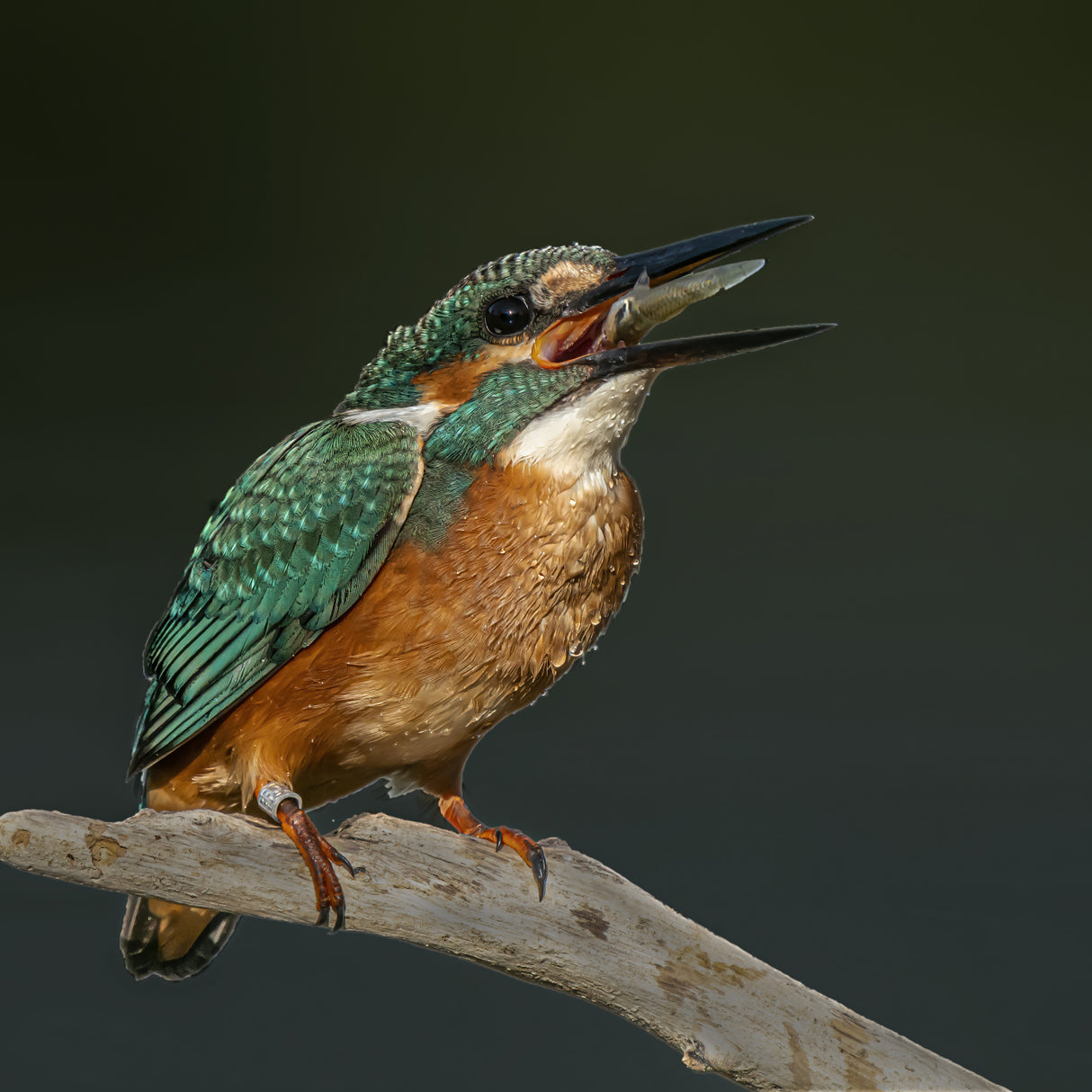 Kingfisher Poster och Canvastavla