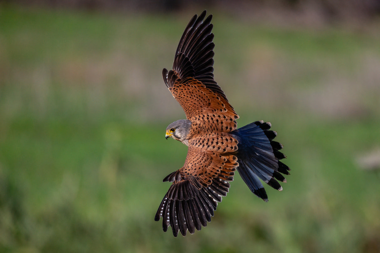 Spectacular kestrel in rapid fading towards prey Poster och Canvastavla