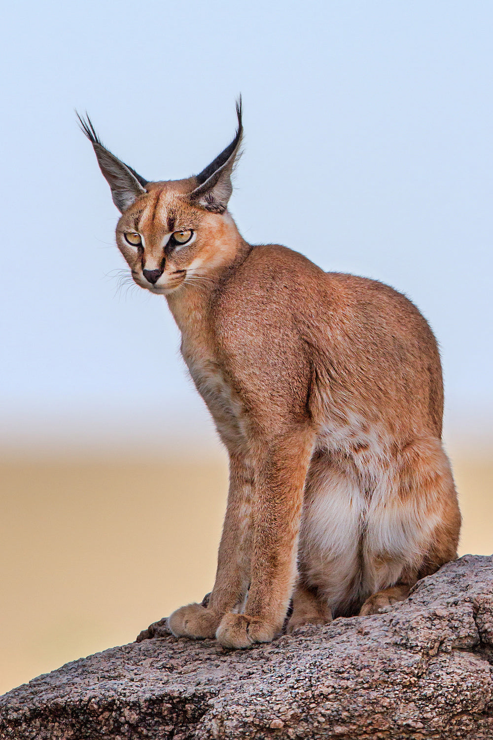 Caracal Poster och Canvastavla