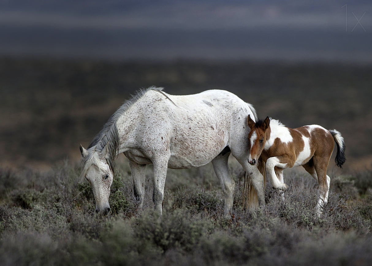 Wild Mustang Generations ... Poster och Canvastavla