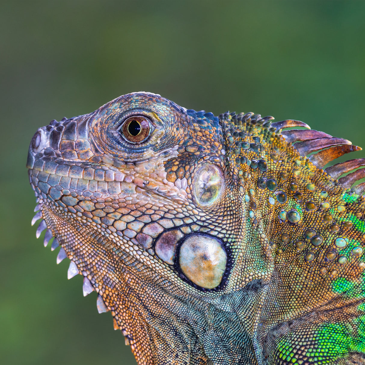 Iguana verde Poster och Canvastavla