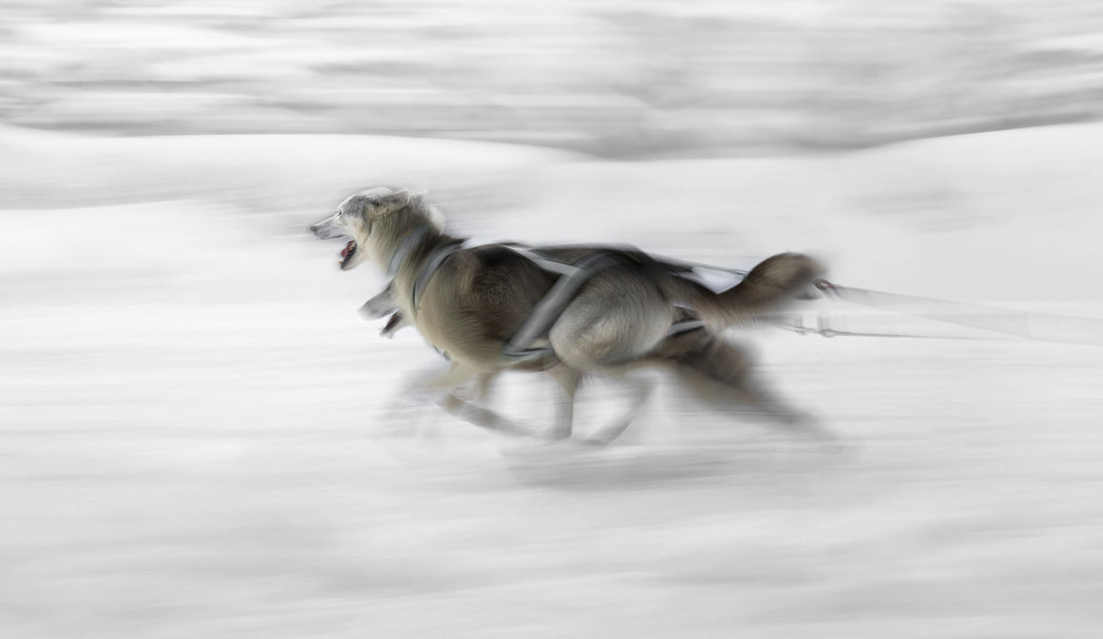 Dog sled Poster och Canvastavla