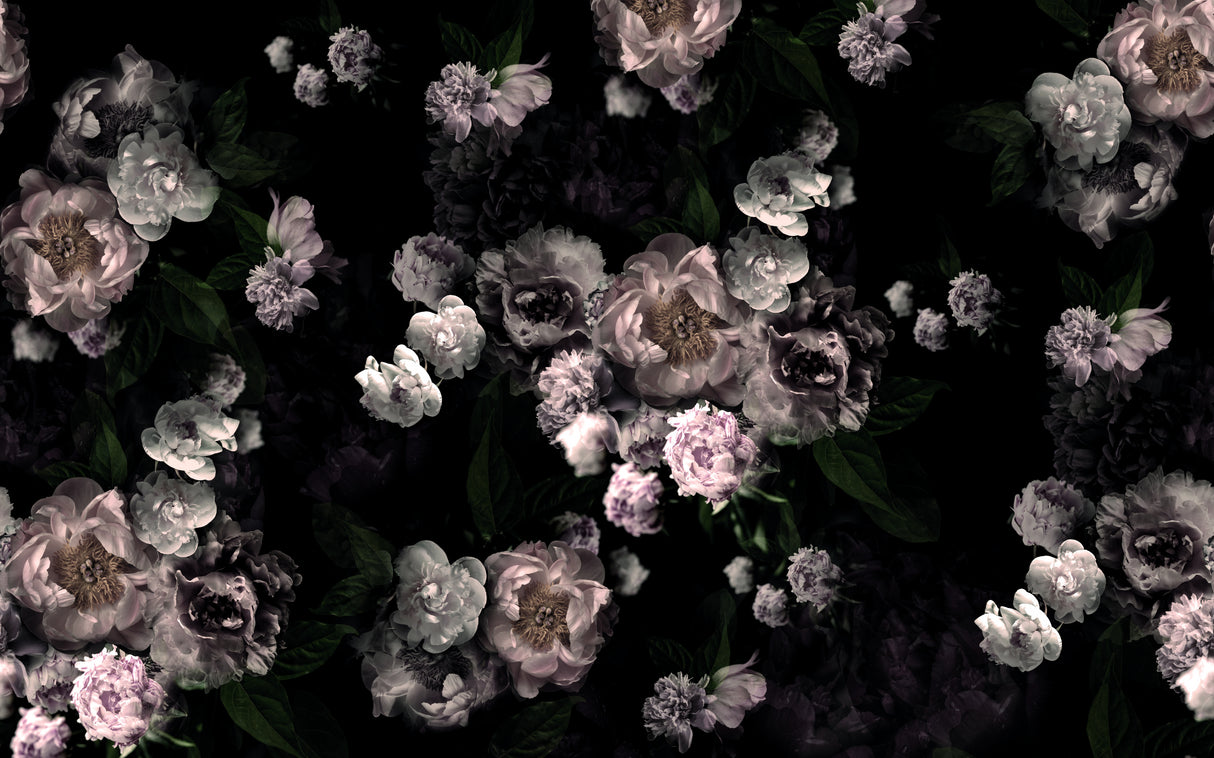 Hl001 Black Roses 4806mm X 3000mm Poster och Canvastavla