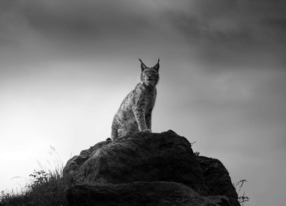 Lynx drama. Poster och Canvastavla