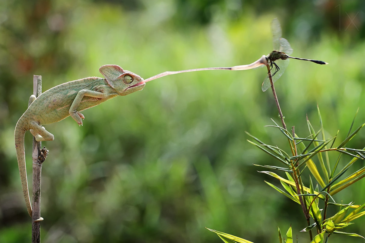 I Got You Poster och Canvastavla