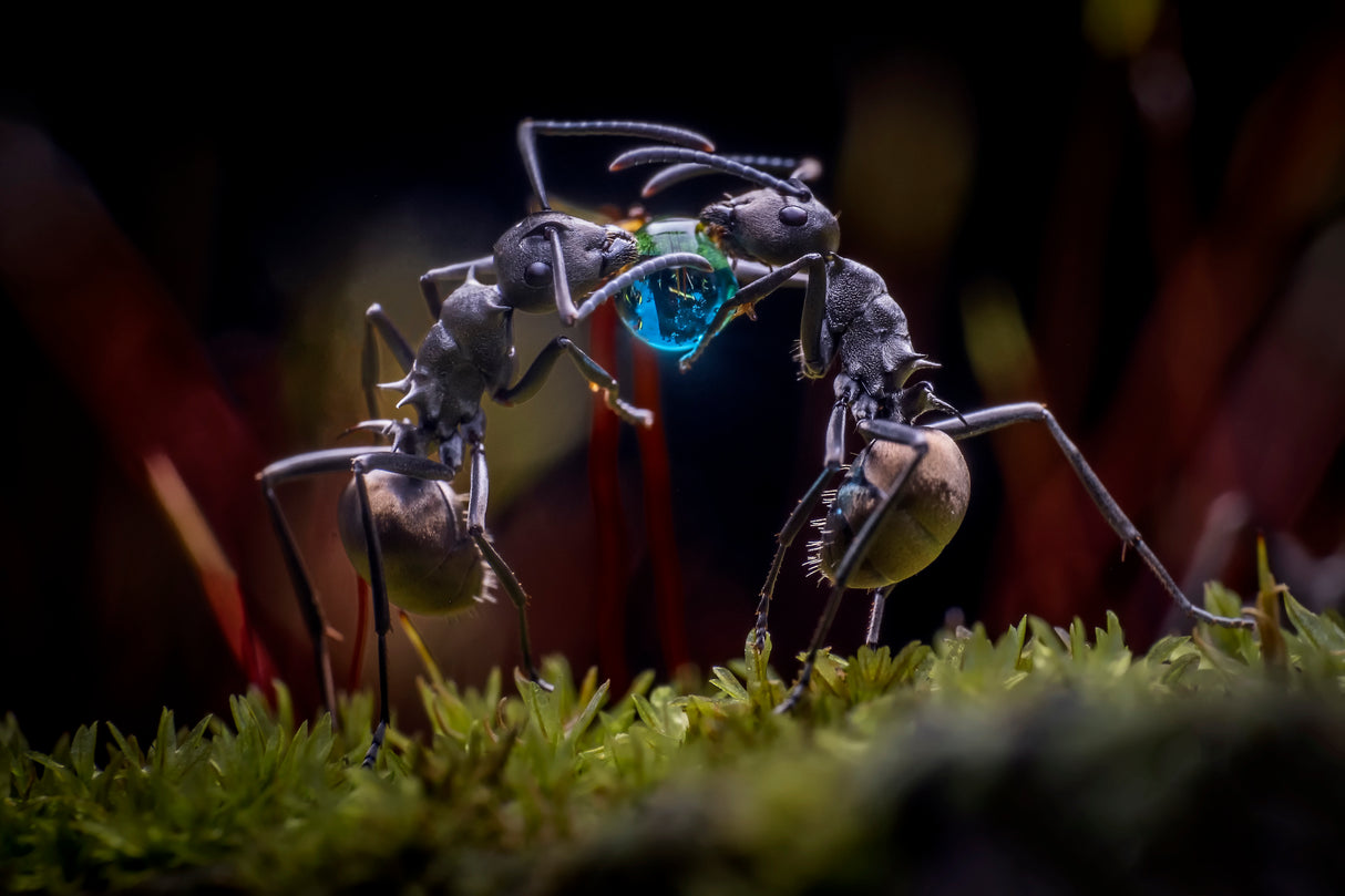 The Two Ants Poster och Canvastavla