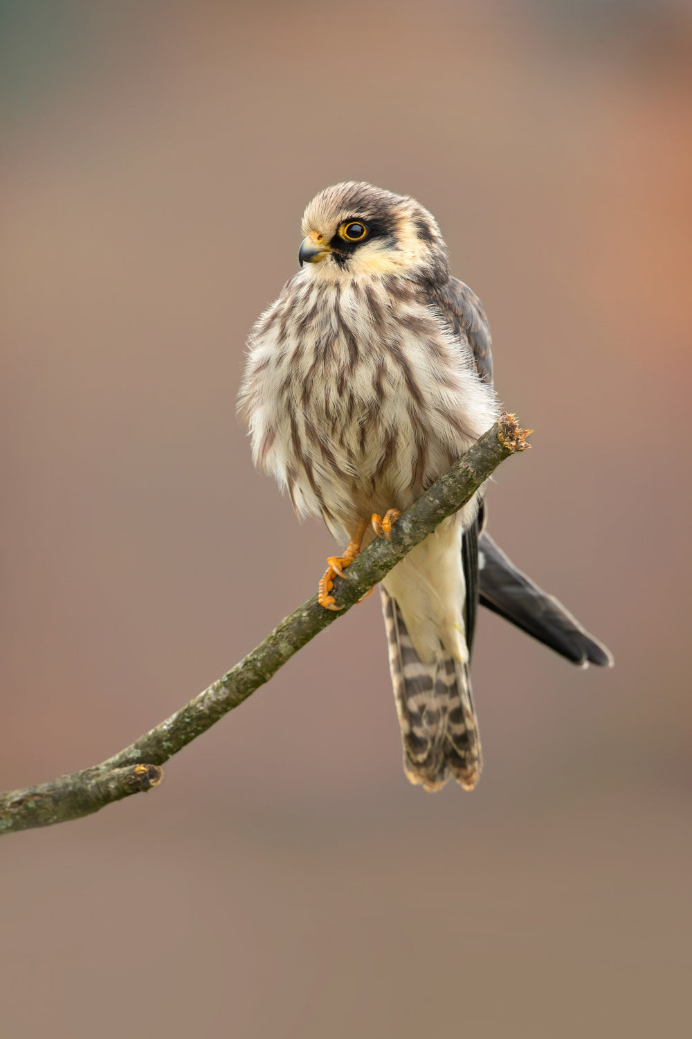 Red-footed falcon Poster och Canvastavla